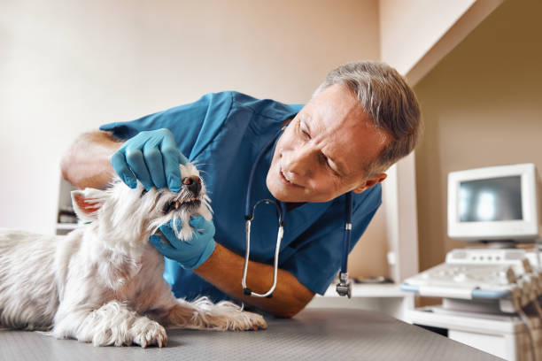 , AK Emergency Dental Service Company